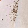 i949 ISmart EP004 Mosquito Killer