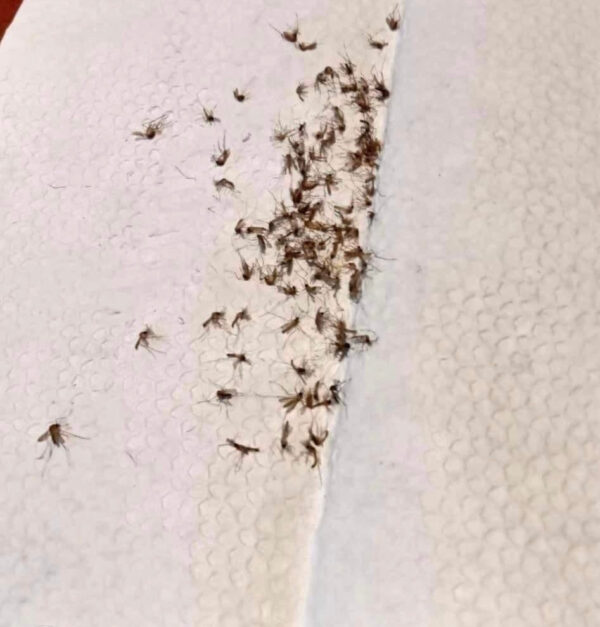 i949 ISmart EP004 Mosquito Killer